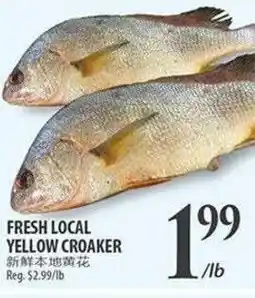Al Premium Food Mart Fresh local yellow croaker offer