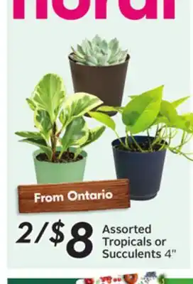 Sobeys Assorted Tropicals or Succulents offer