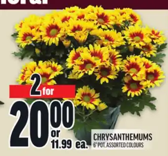 Metro CHRYSANTHEMUMS offer