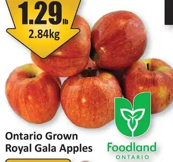 Starsky Ontario Grown Royal Gala Apples offer