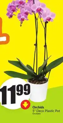 Chalo FreshCo Orchids 5 Deco Plastic Pot offer