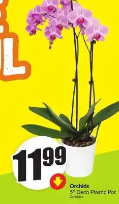 FreshCo Orchids 5 Deco Plastic Pot offer