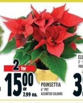 Metro Poinsettia offer