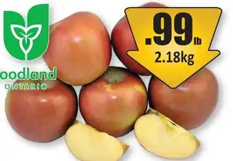 Starsky Ontario Grown Fuji Apples offer