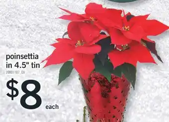 Fortinos POINSETTIA IN 4.5 TIN offer