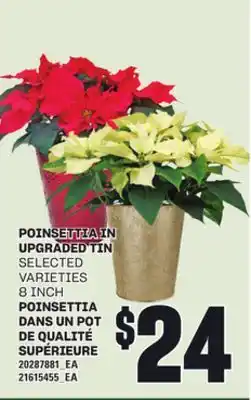 Independent City Market POINSETTIA IN UPGRADED TIN, 8 INCH offer