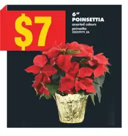No Frills 6 POINSETTIA offer
