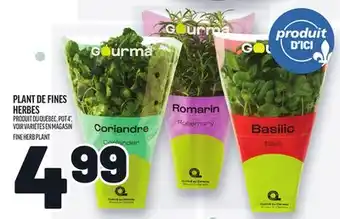 Metro PLANT DE FINES HERBES GOURMA | GOURMA FINE HERB PLANT offer