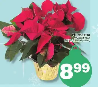 Marches Tradition POINSETTIA offer