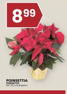 Rachelle-Bery Grocery POINSETTIA Pot offer