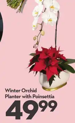 Longo's Winter Orchid Planter with Poinsettia offer