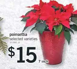 Fortinos POINSETTIA, 7 INCH offer