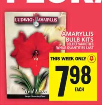 Food Basics AMARYLLIS BULB KITS offer