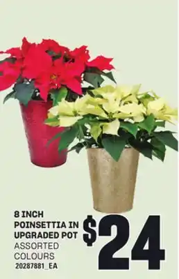 Loblaws 8 INCH POINSETTIA IN UPGRADED POT offer