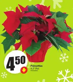 Chalo FreshCo Poinsettias 4.5 Pot offer