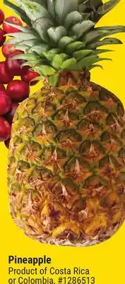 Giant Tiger Pineapple offer