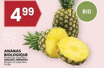 Rachelle-Bery Grocery ORGANIC PINEAPPLE offer