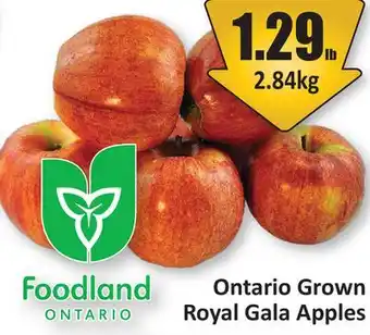 Starsky Ontario Grown Royal Gala Apples offer