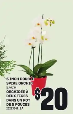 Independent City Market 5 INCH DOUBLE SPIKE ORCHID each offer