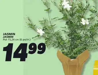 IGA JASMIN offer