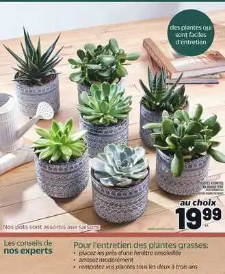 Metro SUCCULENTES ASSORTIES MA BOUQUETERIE | MA BOUQUETERIE ASSORTED SUCCULENTS offer