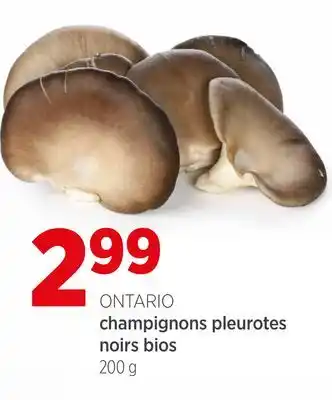 Avril champignons pleurotes noirs bios offer