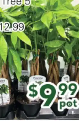 Ample Food Market Money Tree 5 offer