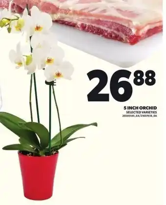 Loblaws 5 inch orchid offer