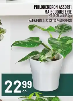 Metro PHILODENDRON ASSORTI MA BOUQUETERIE | MA BOUQUETERIE ASSORTED PHILODENDRON offer