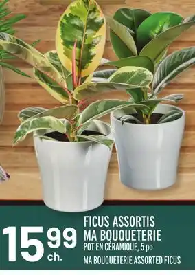 Metro FICUS ASSORTIS MA BOUQUETERIE | MA BOUQUETERIE ASSORTED FICUS offer