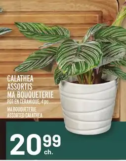 Metro CALATHEA ASSORTIS MA BOUQUETERIE | MA BOUQUETERIE ASSORTED CALATHEA offer