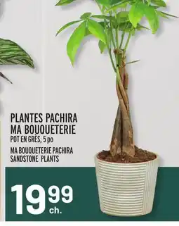 Metro PLANTES PACHIRA MA BOUQUETERIE | MA BOUQUETERIE PACHIRA SANDSTONE PLANTS offer