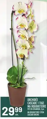 Metro ORCHIDÉE CASCADE 1 TIGE MA BOUQUETERIE | MA BOUQUETERIE 1 STEM CASCADE ORCHID offer