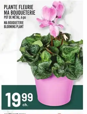 Metro PLANTE FLEURIE MA BOUQUETERIE | MA BOUQUETERIE BLOOMING PLANT offer