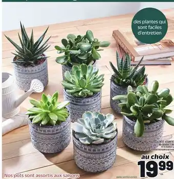 Metro SUCCULENTES ASSORTIES MA BOUQUETERIE | MA BOUQUETERIE ASSORTED SUCCULENTS offer