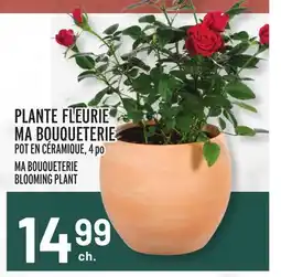 Metro PLANTE FLEURIE MA BOUQUETERIE | MA BOUQUETERIE BLOOMING PLANT offer