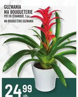 Metro GUZMANIA MA BOUQUETERIE | MA BOUQUETERIE GUZMANIA offer