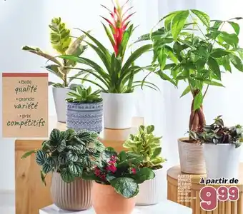 Metro PLANTES ET BOUQUETS DE FLEURS ASSORTIS | ASSORTED PLANTS AND FLOWER BOUQUET offer