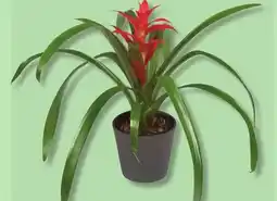 IGA BROMELIA offer