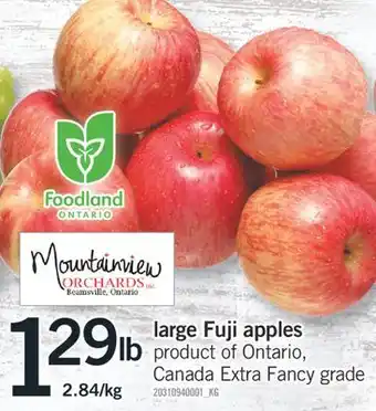 Fortinos LARGE FUJI APPLES offer