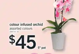 Fortinos COLOUR INFUSED ORCHID, 5 pot offer