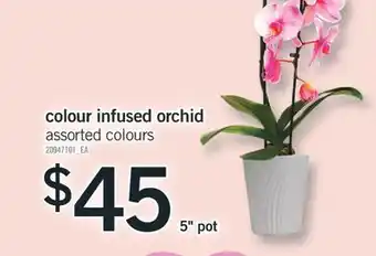 Fortinos COLOUR INFUSED ORCHID, 5 pot offer