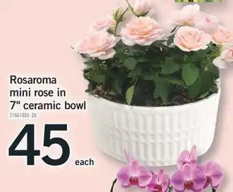 Fortinos ROSAROMA MINI ROSE IN 7 CERAMIC BOWL offer