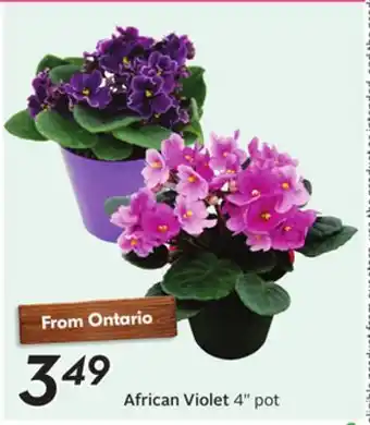 Sobeys African Violet offer