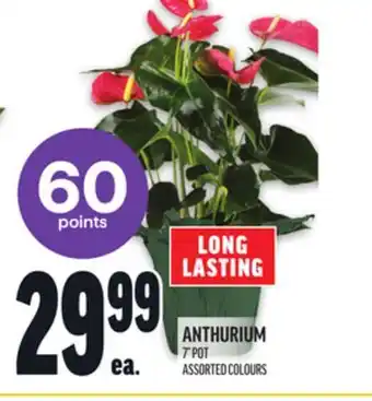 Metro LASTING ANTHURIUM offer