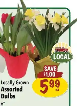 Farm Boy Locally Grown Assorted Bulbs offer