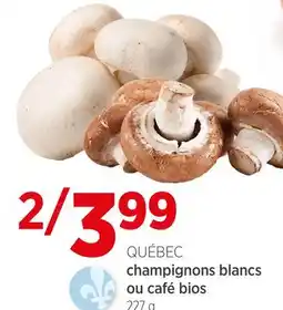 Avril champignons blancs ou café bios offer