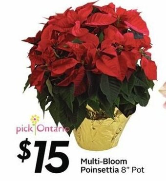 Sobeys Multi-bloom poinsettia offer