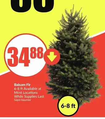 FreshCo Balsam fir offer