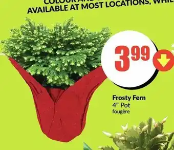 FreshCo Frosty Fern offer